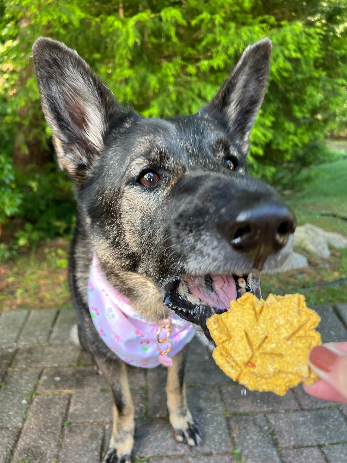 Fall Biscuits
