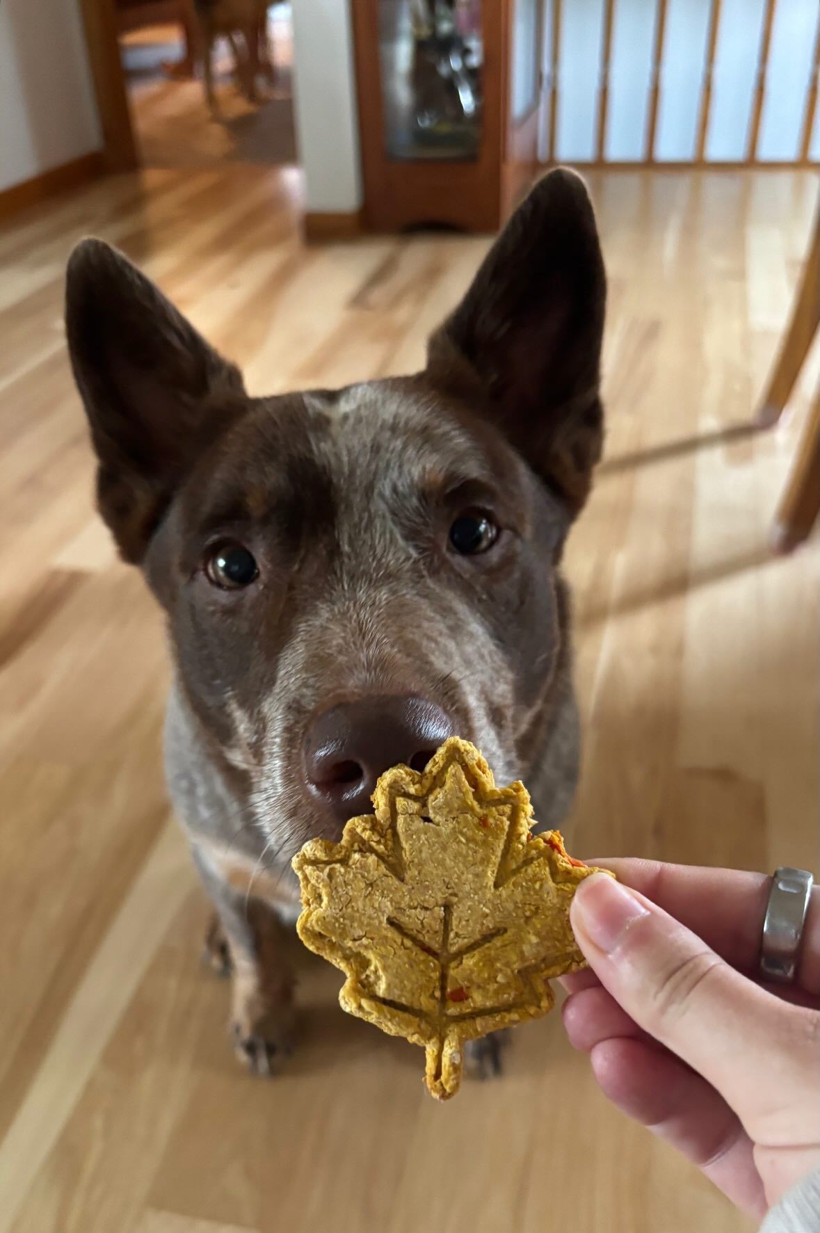 Fall Biscuits
