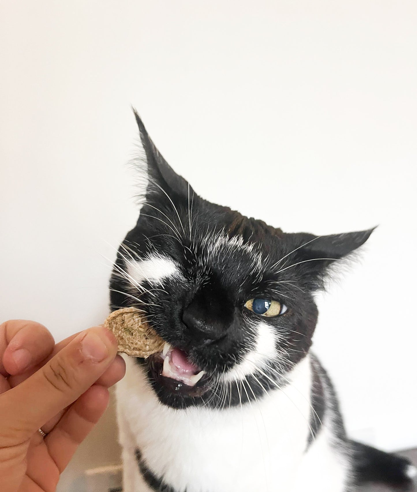 Sushi Kitty Treat