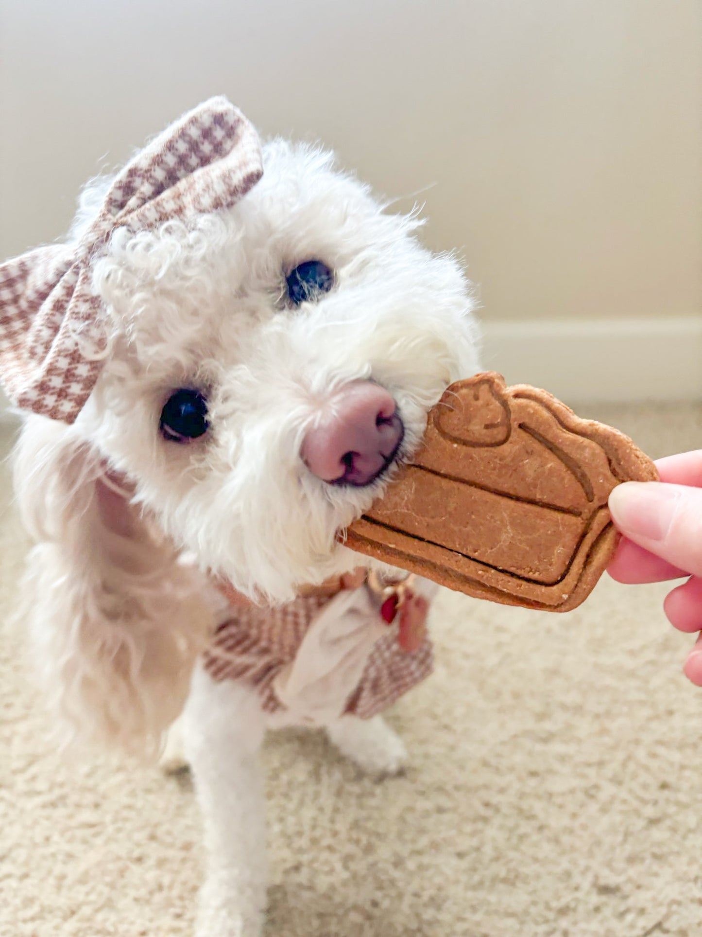 Fall Biscuits