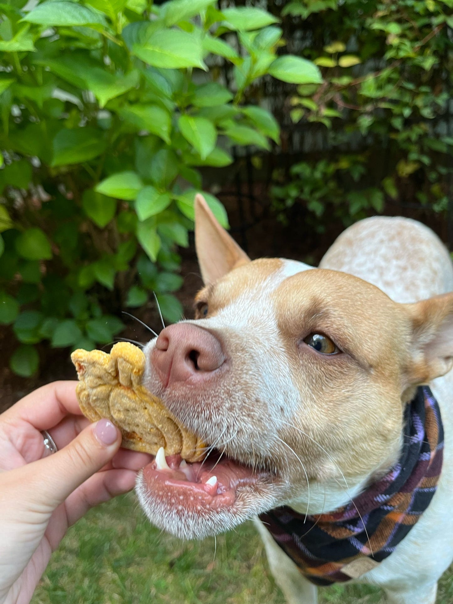 Fall Biscuits