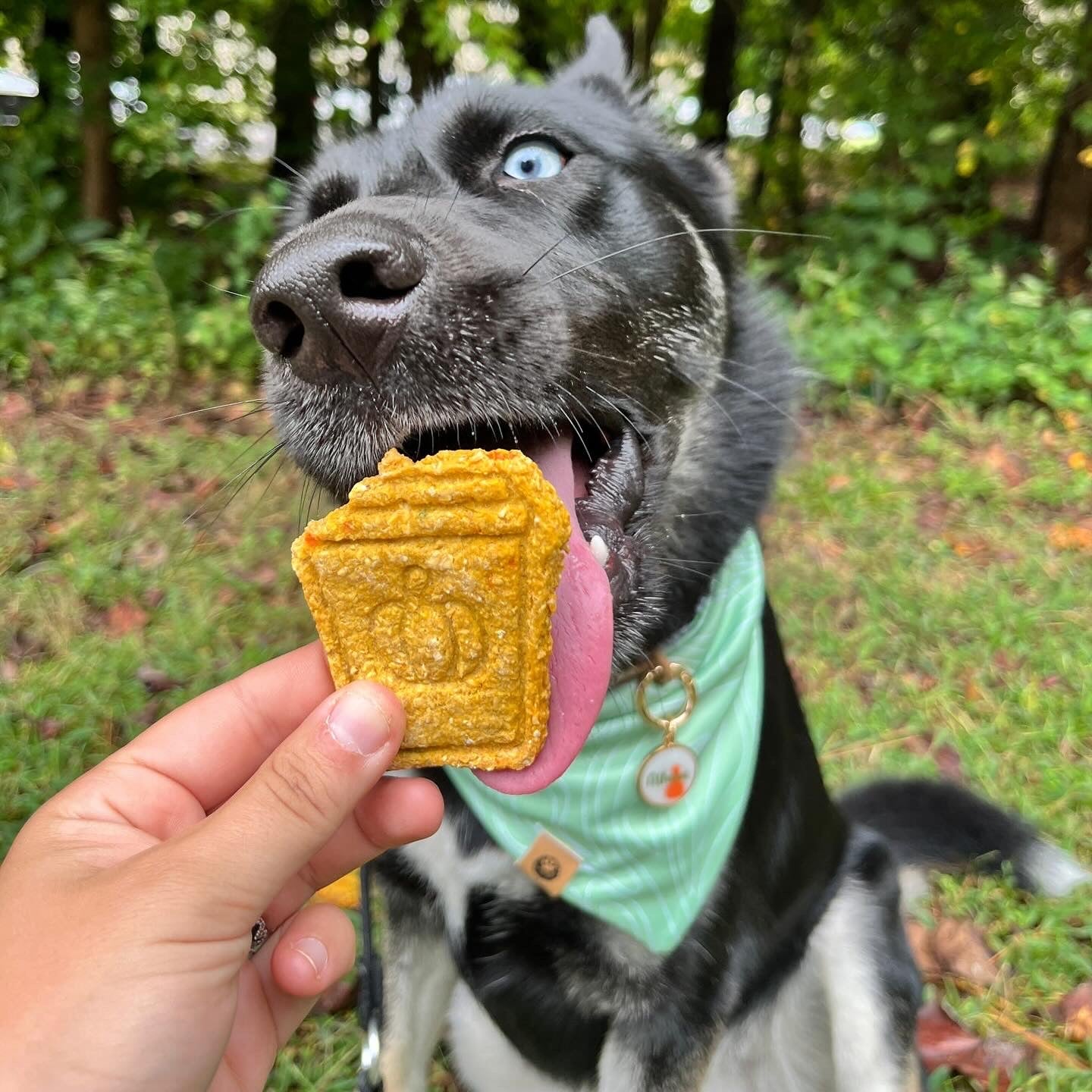 Fall Biscuits