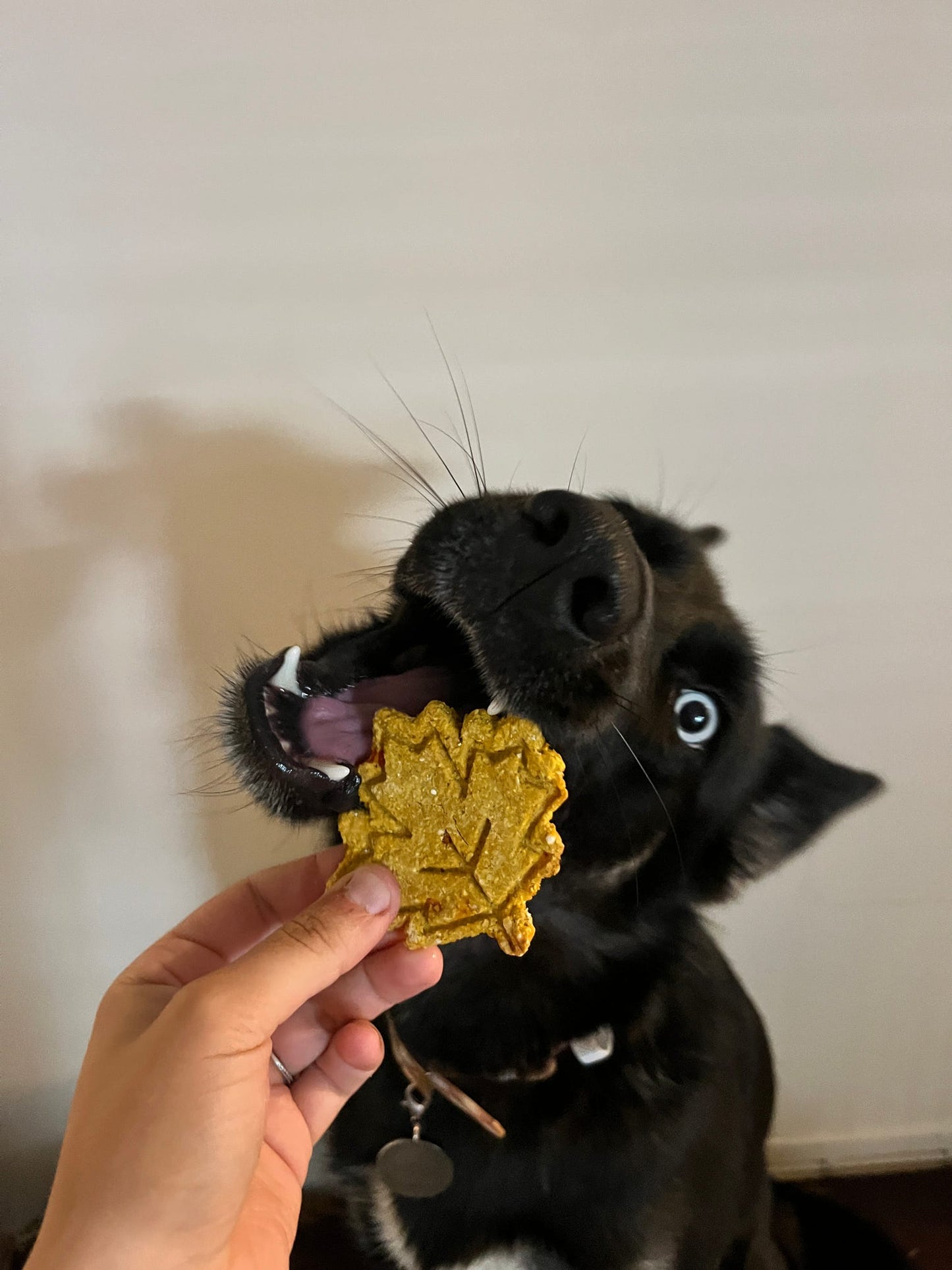 Fall Biscuits
