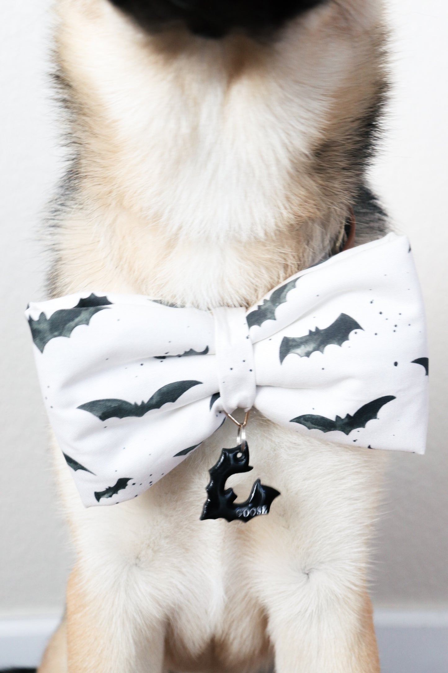 Tiny Bat Spell Pet Bow