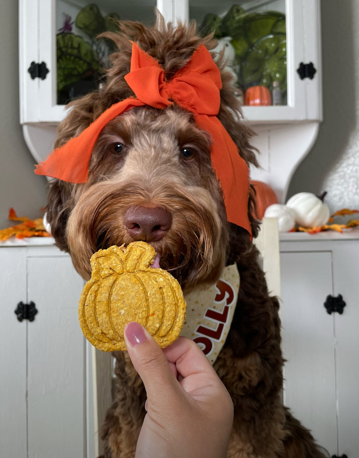 Fall Biscuits